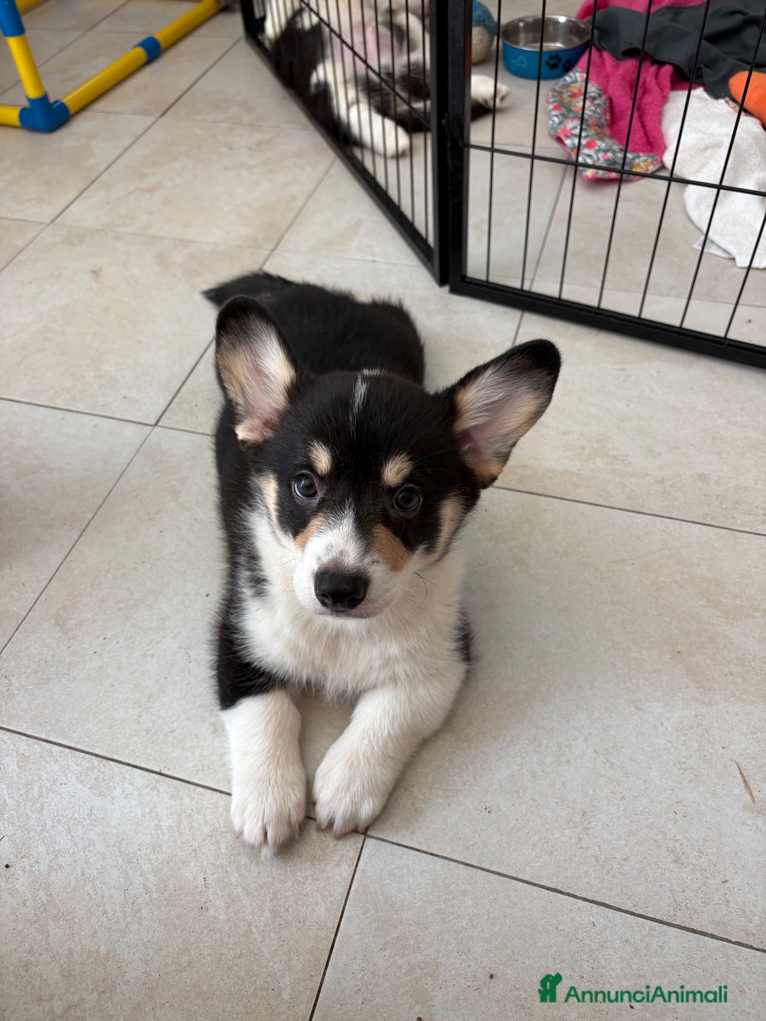 Corgi Pembroke cani Cucciolo Welsh Corgi Pembroke - Annuncio 1