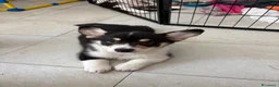 Corgi Pembroke cani in vendita: Cucciolo Welsh Corgi Pembroke - Annuncio 1