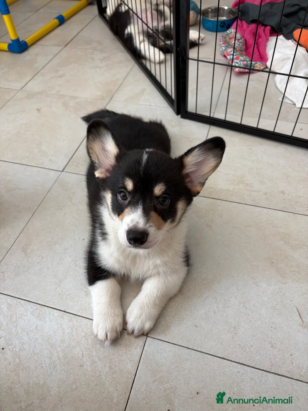 Corgi Pembroke cani in vendita: Cucciolo Welsh Corgi Pembroke - Annuncio 1