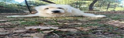Altre razze cani in regalo: REBECCA rimasta sola!Dolce past. vandeano a Provincia di Lucca - Annuncio 2