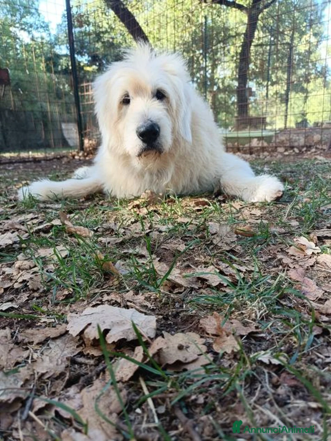 Altre razze cani in regalo: REBECCA rimasta sola!Dolce past. vandeano a Provincia di Lucca - Annuncio 2