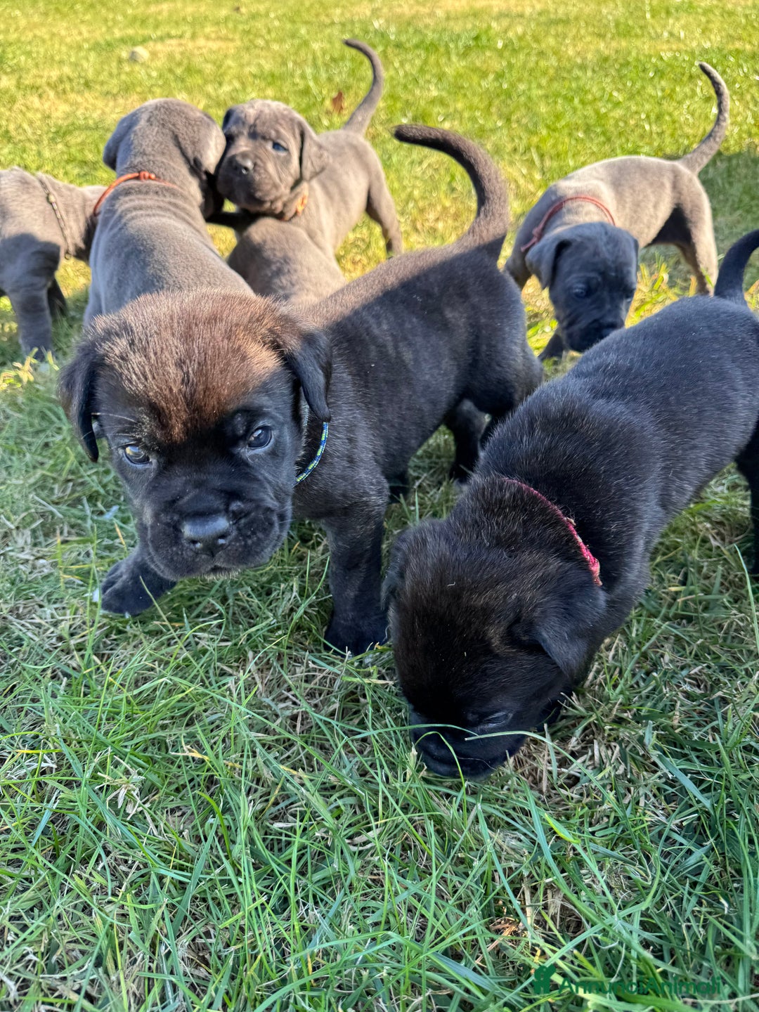 Cane Corso cani in vendita: Cane corso - Annuncio 6