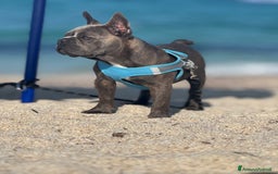 Bulldog Francese cani in vendita: Buldog francese esotico  a Provincia di Sassari - Immagine 3