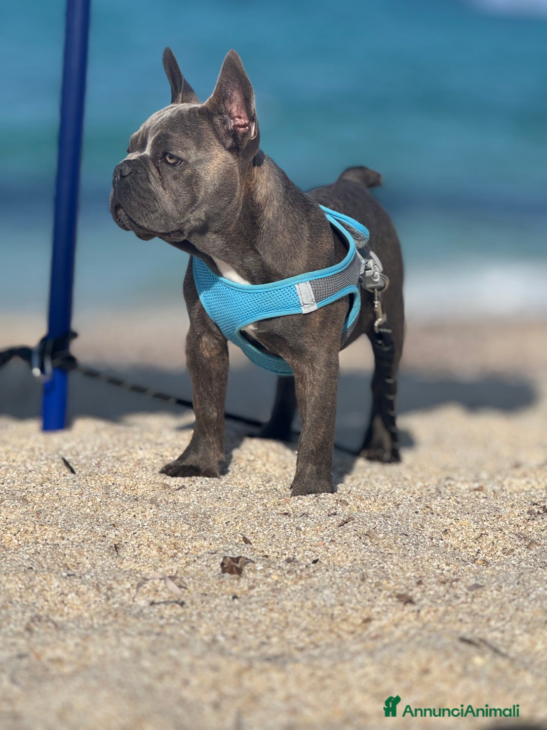 Bulldog Francese cani in vendita: Buldog francese esotico  a Provincia di Sassari - Immagine 3