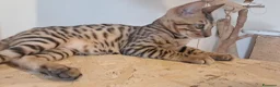 Bengala gatti in vendita: Gatti Bengala cuccioli a Città Metropolitana di Venezia - Annuncio 4