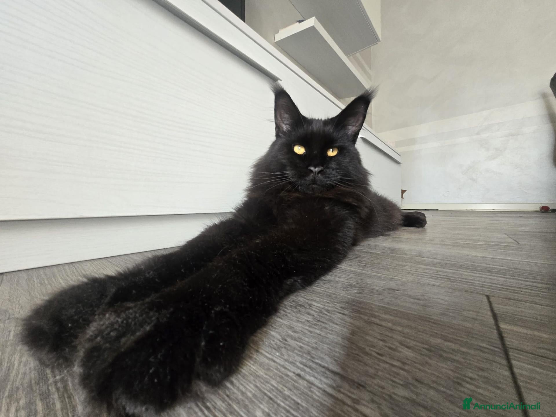 Maine Coon gatti piccolo tabby - Annuncio 17