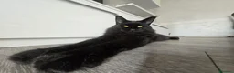 Maine Coon gatti in vendita: piccolo tabby - Annuncio 1