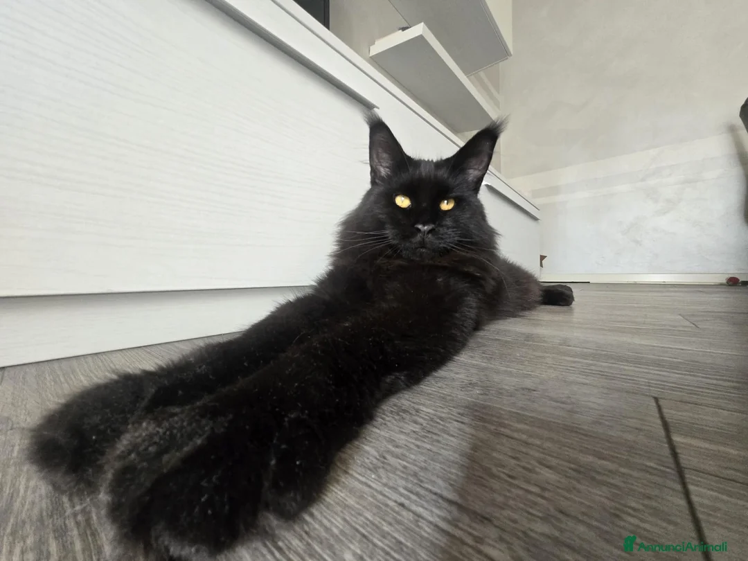 Maine Coon gatti in vendita: piccolo tabby - Annuncio 1