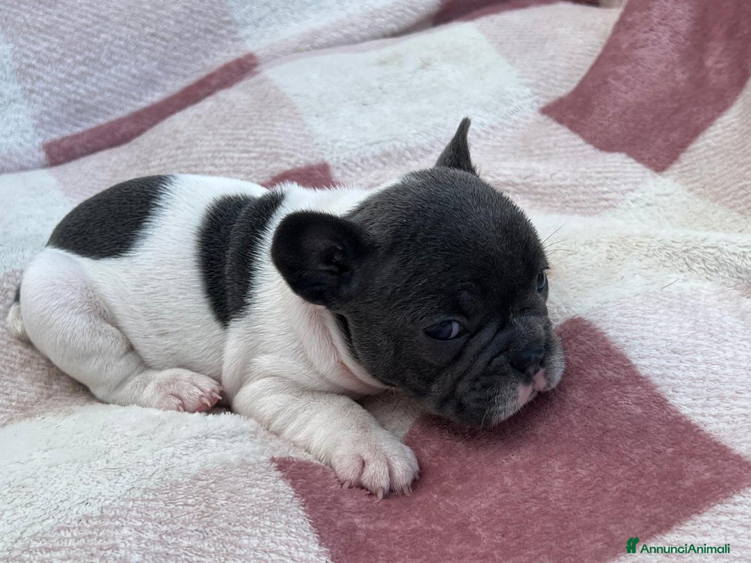 Bulldog Francese cani in vendita: Cuccioli bulldog francese esotici blu - Annuncio 17