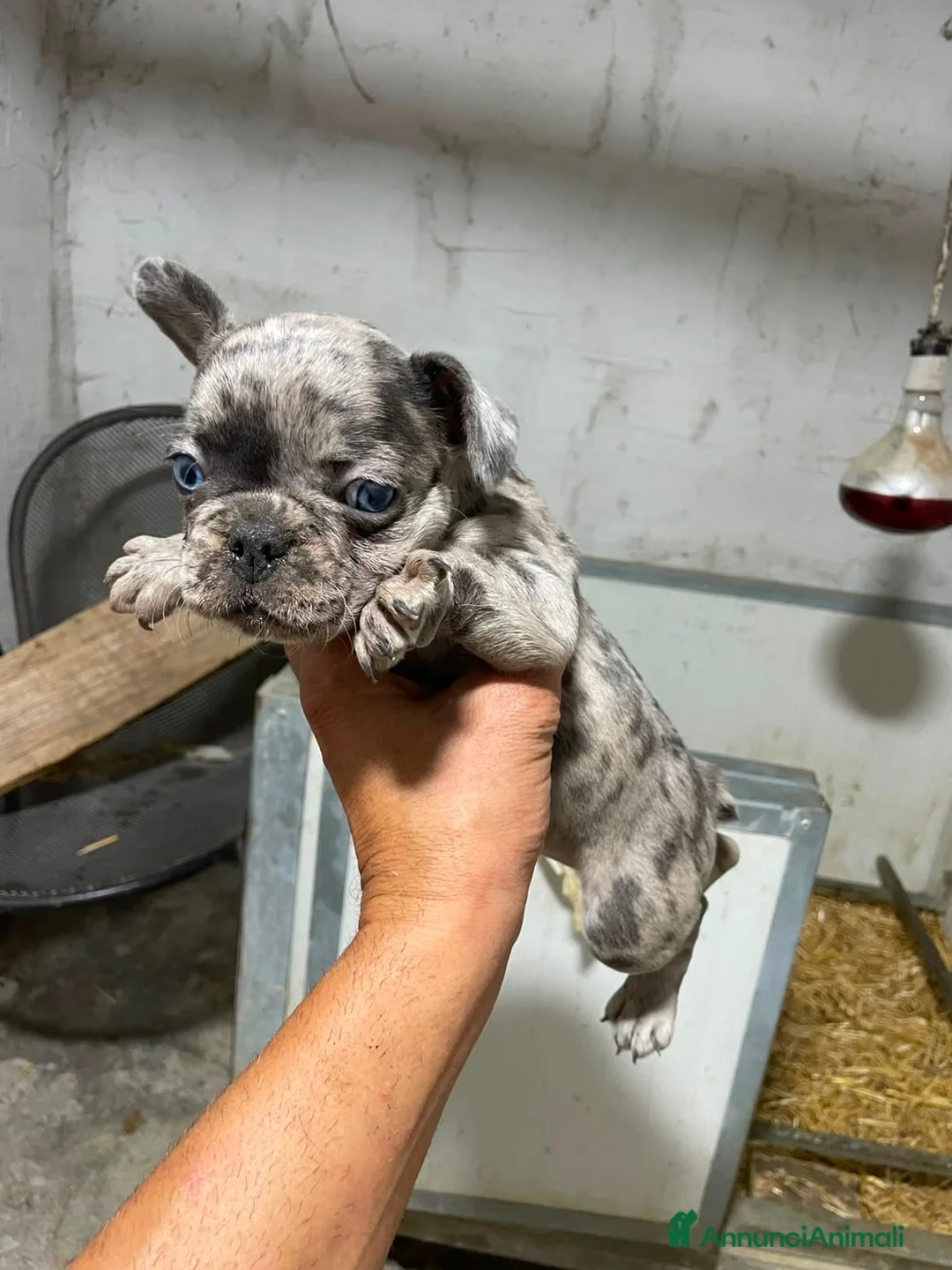 Bulldog Francese cani in vendita: Bulldog francese  a Città Metropolitana di Napoli - Annuncio 2