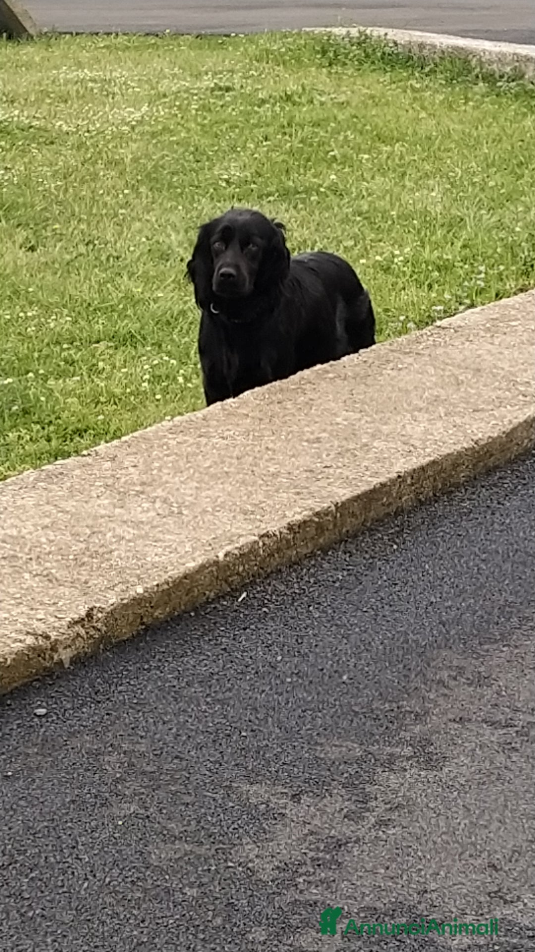 Meticcio cani in regalo: Fantastico fred a Provincia di Viterbo - Annuncio 5
