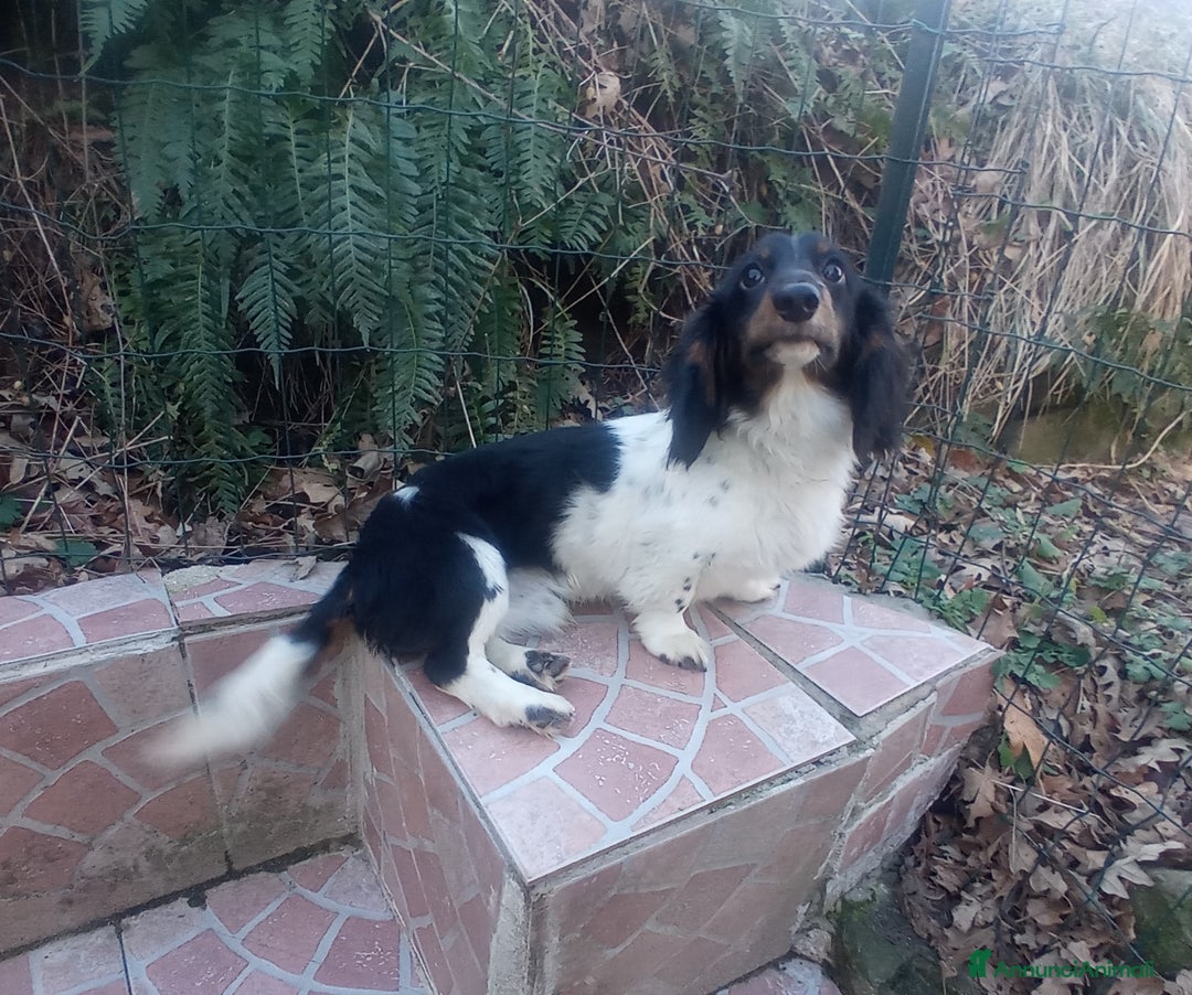 Bassotto cani per accoppiamento: Bassotto piebadl p lungo - Annuncio 4