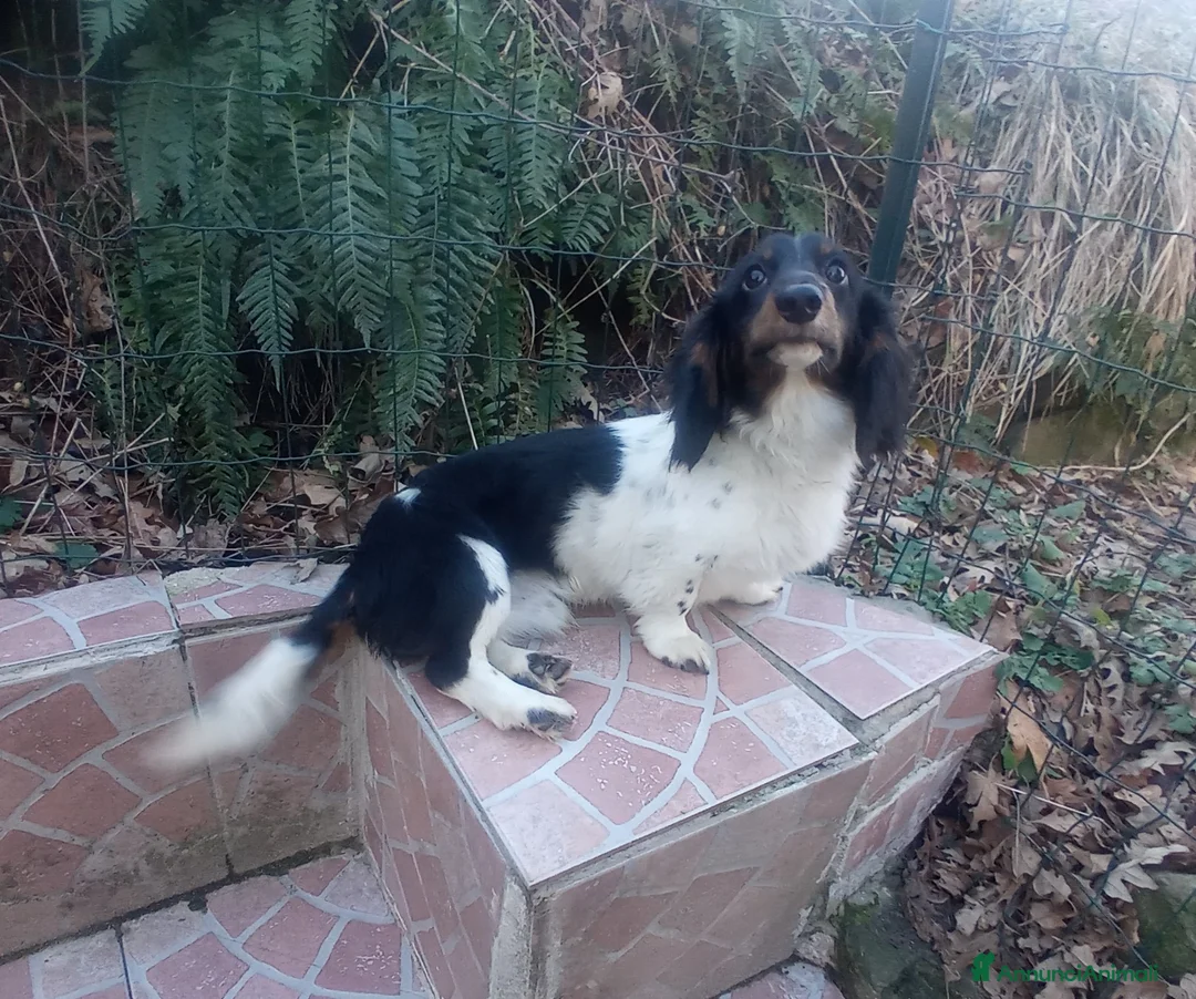 Bassotto cani per accoppiamento: Bassotto piebadl p lungo - Annuncio 4