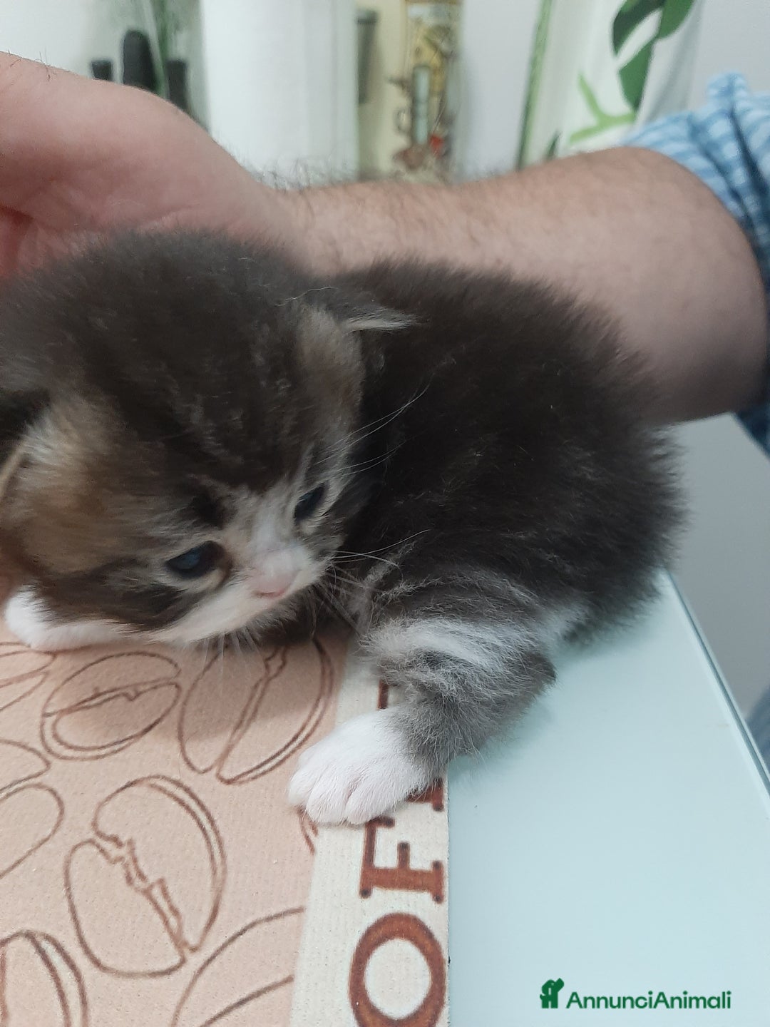 Persiano gatti in vendita: Gattini persiano bicolore a Città metropolitana di Messina - Immagine 31