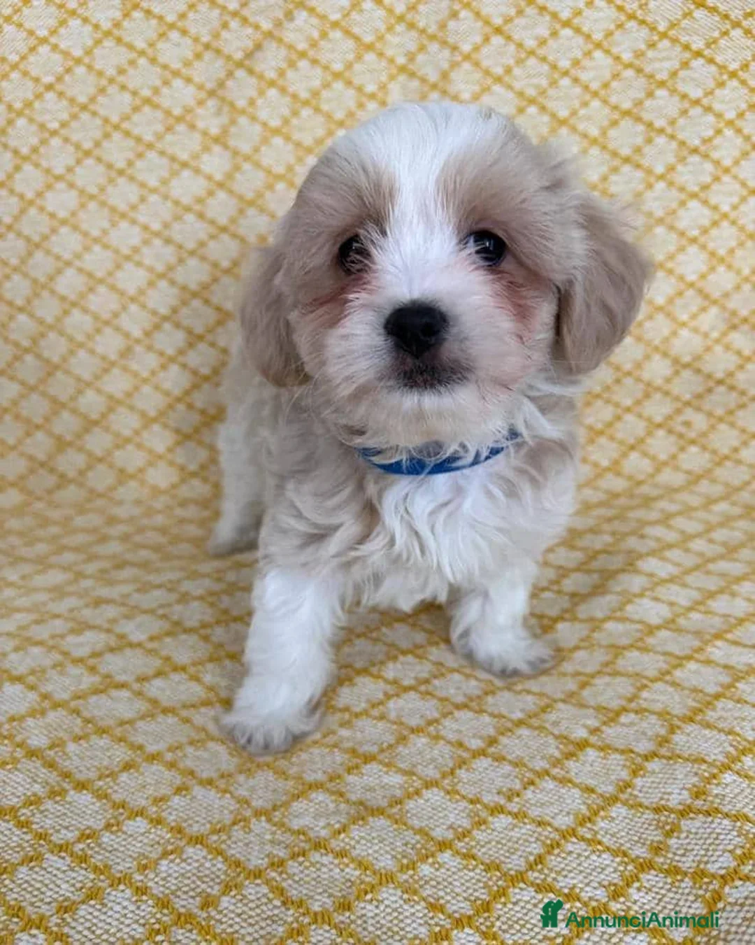 Maltipoo cani in vendita: Cuccioli di Maltipoo  - Annuncio 13