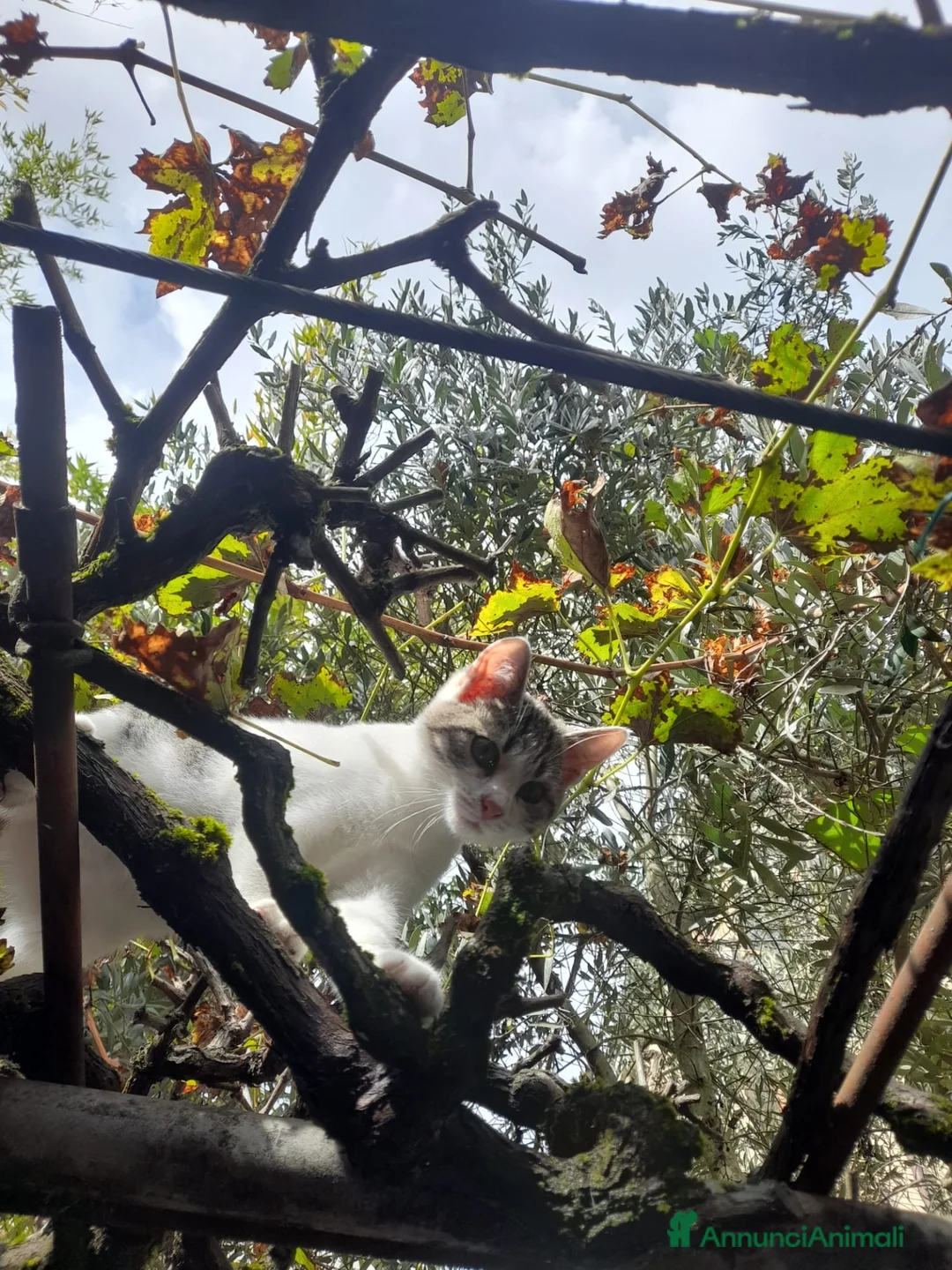 Altre razze gatti in regalo: CERCANO CASA 🏡 - Annuncio 3