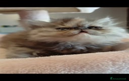 Persiano gatti in vendita: Cuccioli persiani  a Provincia di Ravenna - Immagine 6