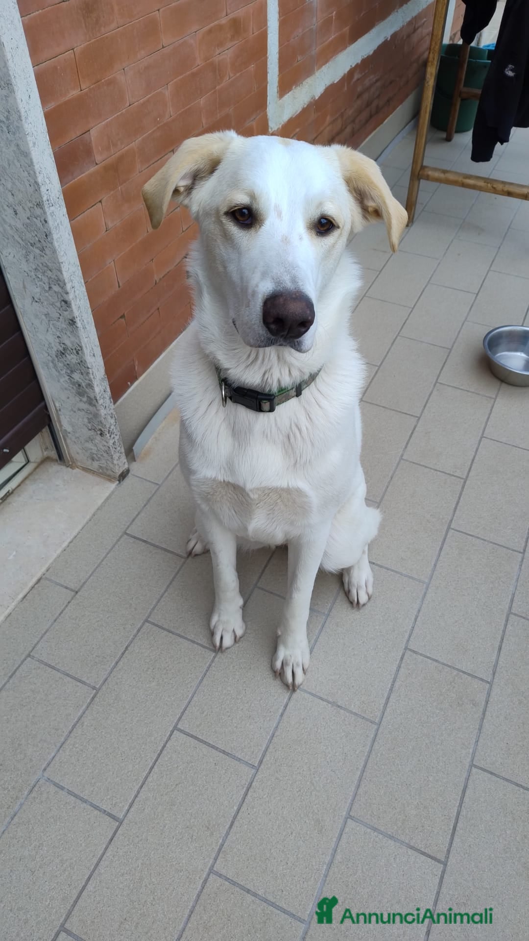 Meticcio cani in regalo: Mya cucciola di 11 mesi - Annuncio 2