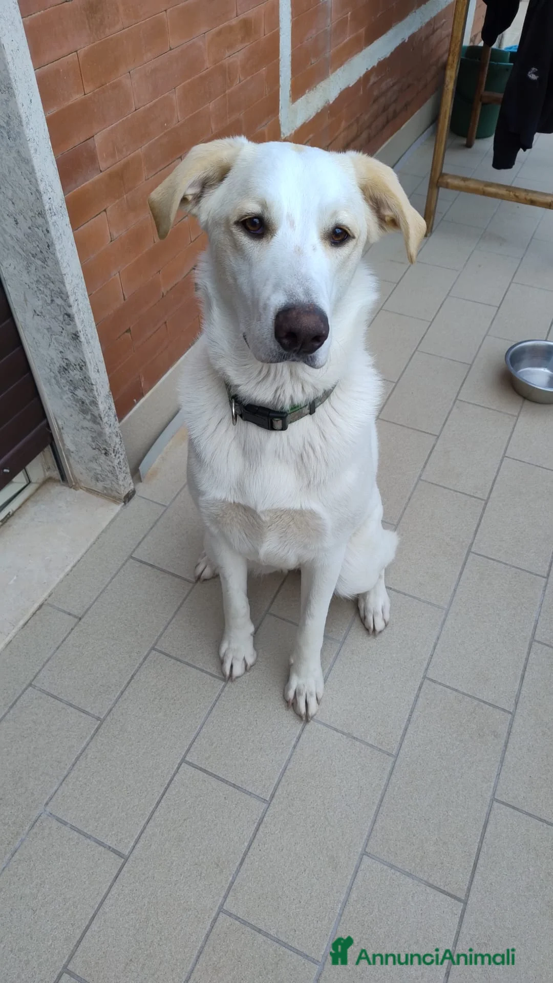 Meticcio cani in regalo: Mya cucciola di 11 mesi - Annuncio 1