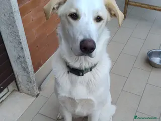 Meticcio cani in regalo: Mya cucciola di 11 mesi - Annuncio 2