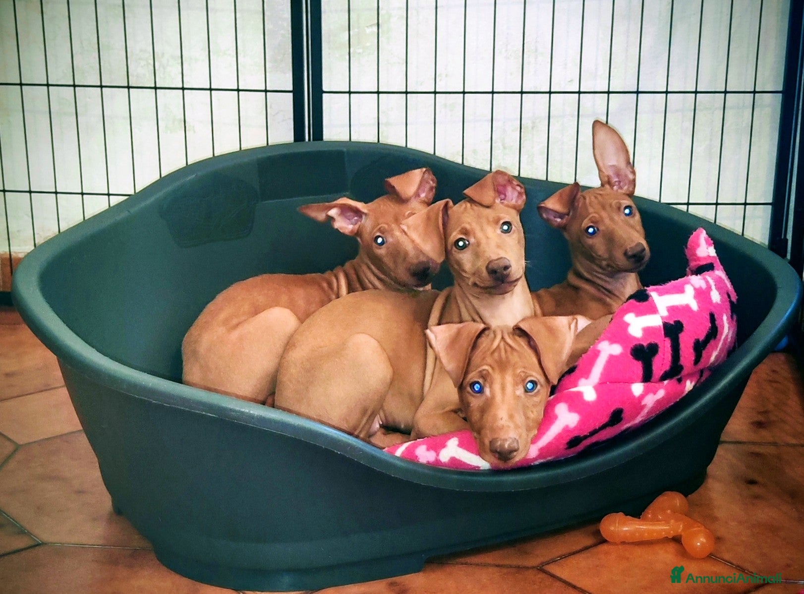 Cirneco dell'Etna cani Cuccioli di Cirneco dell'Etna - Annuncio 1