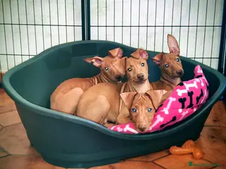Cirneco dell'Etna cani Cuccioli di Cirneco dell'Etna - Annuncio 1