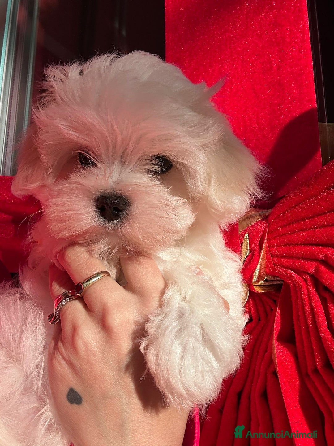 Maltese cani in vendita: Cuccioli di maltese con pedigree ENCI  - Annuncio 21