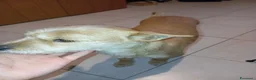Meticcio cani in vendita: Cuccioli in adozione – Goito (MN) - Annuncio 3