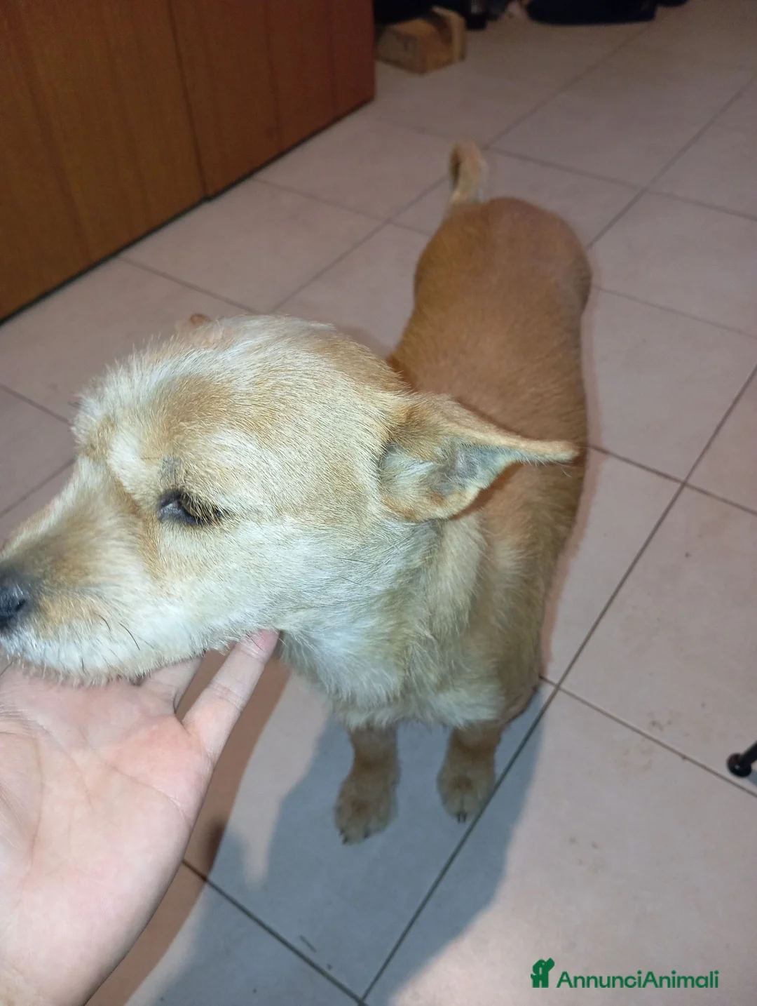 Meticcio cani in vendita: Cuccioli in adozione – Goito (MN) - Annuncio 3