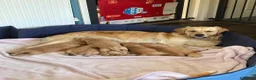 Golden Retriever cani in regalo: Cuccioli di Golden Retriever - Annuncio 2