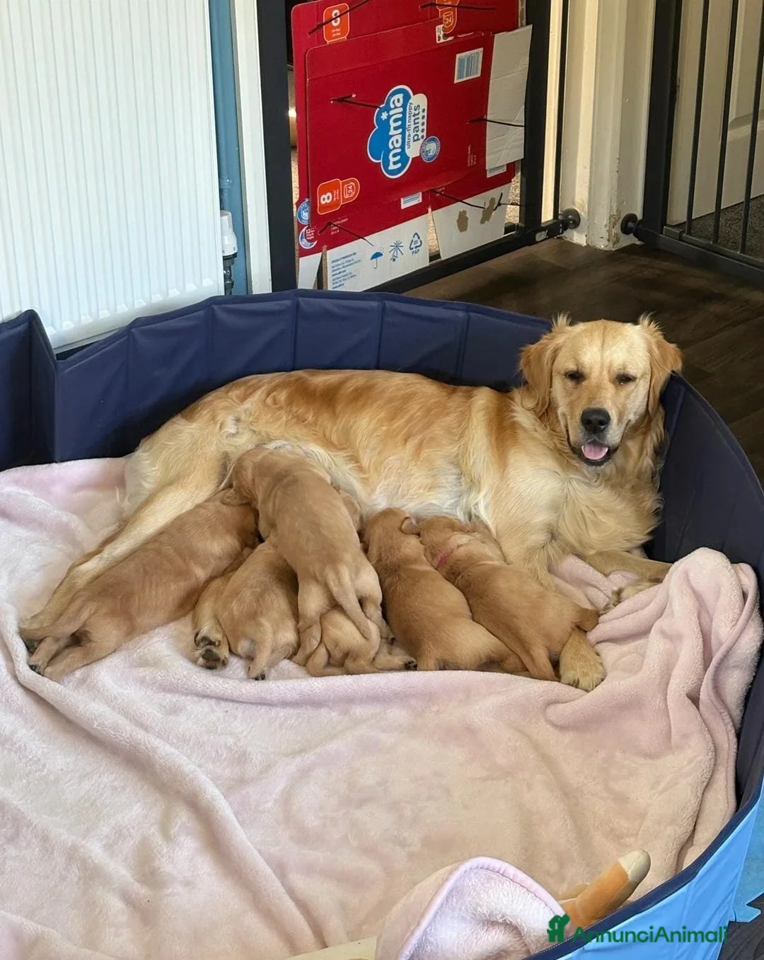 Golden Retriever cani in regalo: Cuccioli di Golden Retriever - Annuncio 2