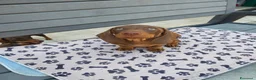 Bassotto cani in vendita: Bassotto - Annuncio 2