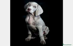 Weimaraner cani in vendita: WEIMARANER SPLENDIDE CUCCIOLE a Città Metropolitana di Torino - Immagine 3
