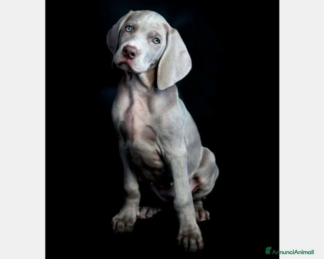 Weimaraner cani in vendita: WEIMARANER SPLENDIDE CUCCIOLE a Città Metropolitana di Torino - Immagine 3