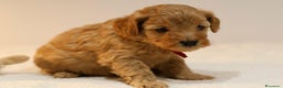 Meticcio cani in vendita: Cuccioli di F1BB Cavapoo Rosso & Crema - Annuncio 14