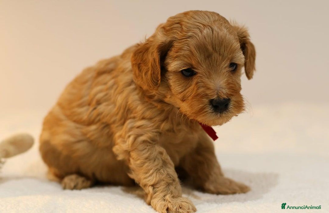 Meticcio cani in vendita: Cuccioli di F1BB Cavapoo Rosso & Crema - Annuncio 14