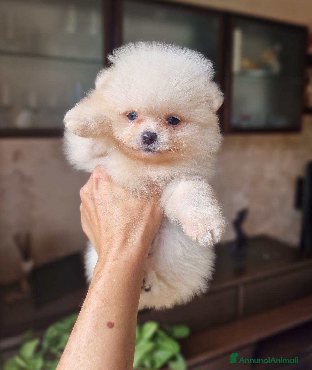 Spitz cani in vendita: Spitz tedesco NANO Pomerania  - Annuncio 8