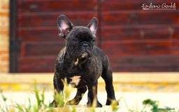 Bulldog Francese cani in vendita: Cucciolo maschio di bouledogue francese bringee  a Provincia di Rieti - Immagine 4