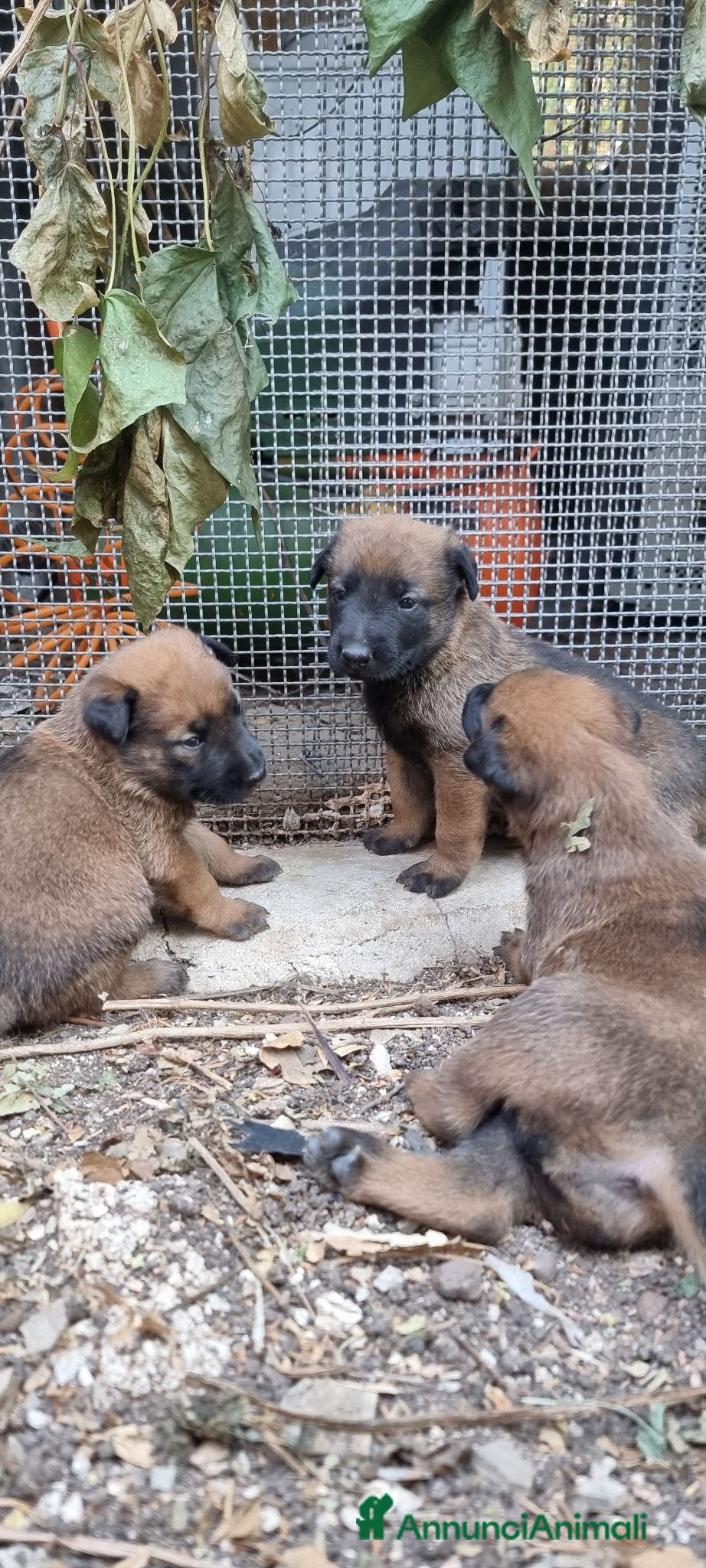 Pastore Belga cani Cucciolata Pastore Belga Malinois Italia  - Annuncio 1