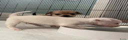 Chihuahua cani in vendita: Quattro enormi dispenser di tenerezza  a Città metropolitana di Cagliari - Annuncio 6