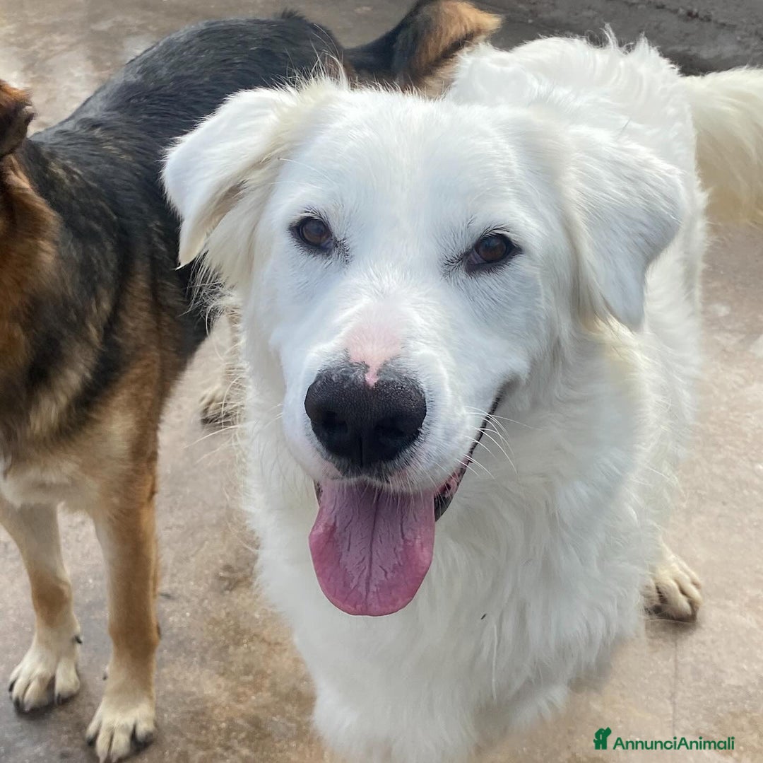 Meticcio cani in regalo: GHALI splendido cagnolino tripode in adozione - Annuncio 7