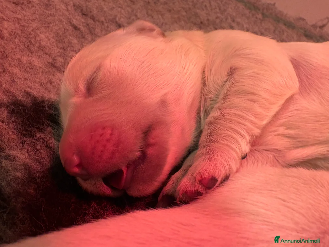 Golden Retriever cani in vendita: Cuccioli Golden Retriver linea inglese  - Annuncio 7