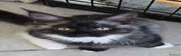 Maine Coon gatti in vendita: Maine coon black  maschio xl - Annuncio 4