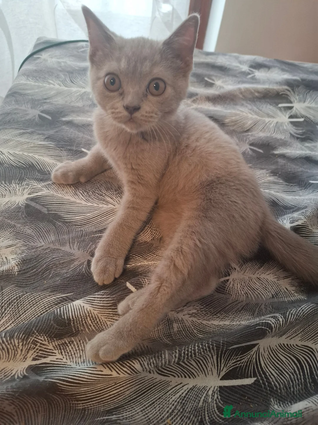British gatti in vendita:  maschi British Shorthair  a Provincia di Asti - Annuncio 12