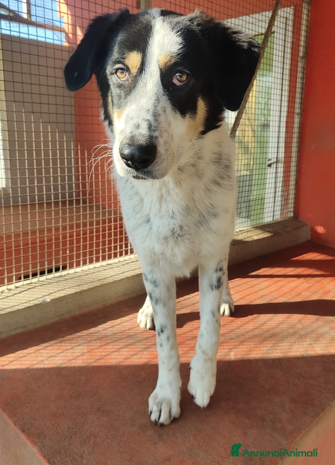 Altre razze cani in regalo: Mavy, super buono, cerca famiglia  a Città metropolitana di Roma Capitale - Annuncio 3