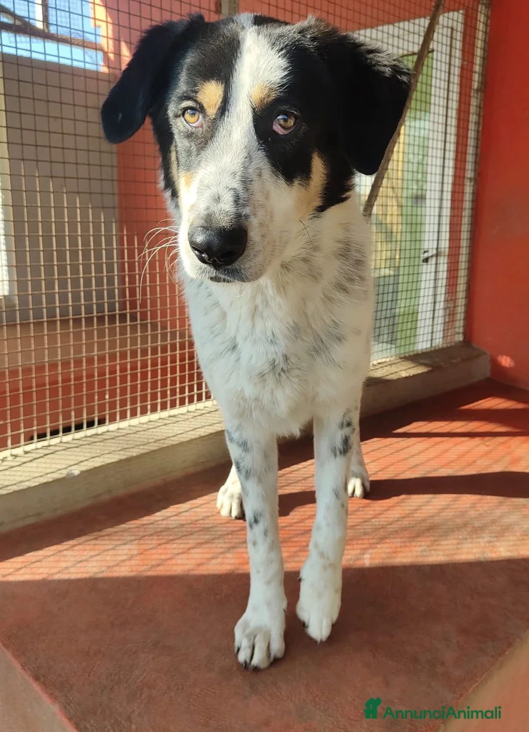 Altre razze cani in regalo: Mavy, super buono, cerca famiglia  a Città metropolitana di Roma Capitale - Annuncio 3