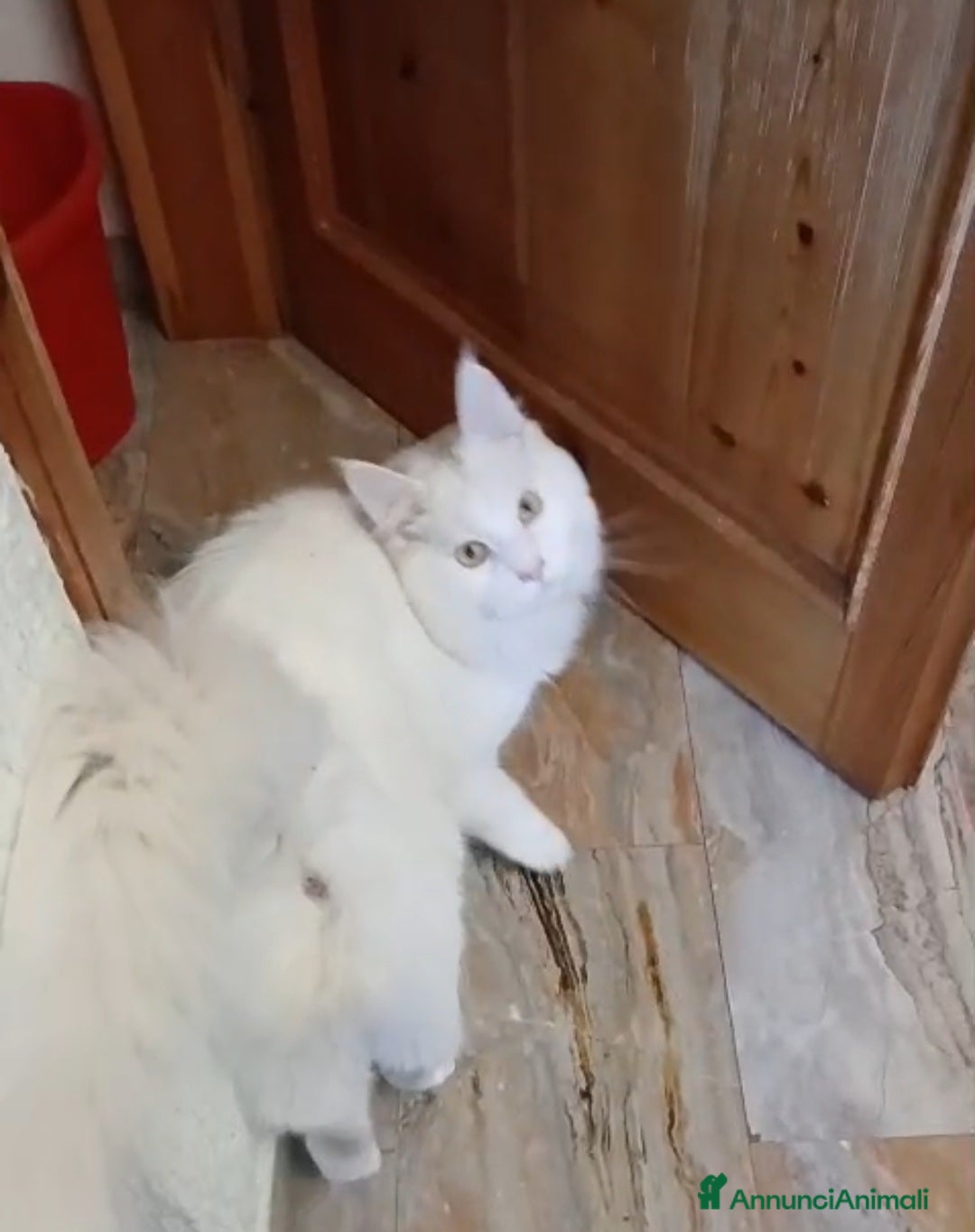 Maine Coon gatti Main Coon bianco 8 mesi - Annuncio 3