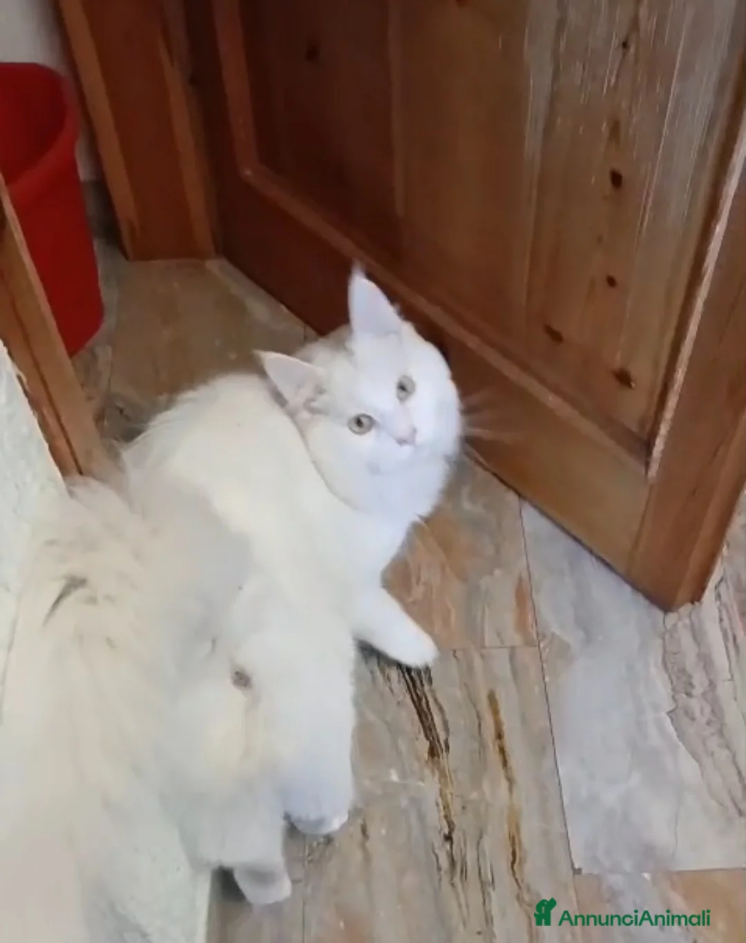 Maine Coon gatti in vendita: Main Coon bianco 8 mesi a Provincia di Pesaro e Urbino - Annuncio 1