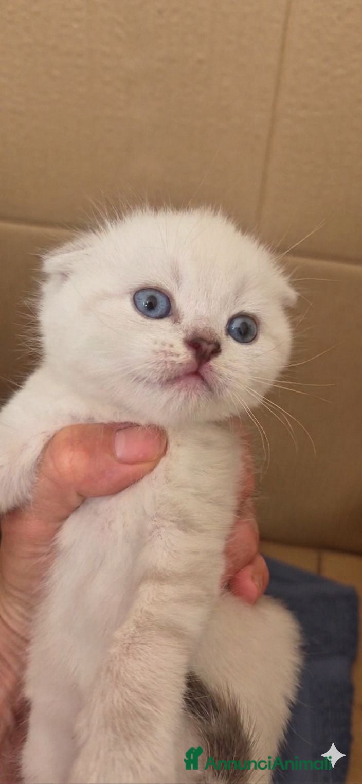 Scottish gatti Cucciolo maschietto scottish - Annuncio 1