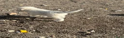 Pastore Abbruzzese Maremmano cani in vendita: Cuccioli maschi di pastore abruzzese - Annuncio 5